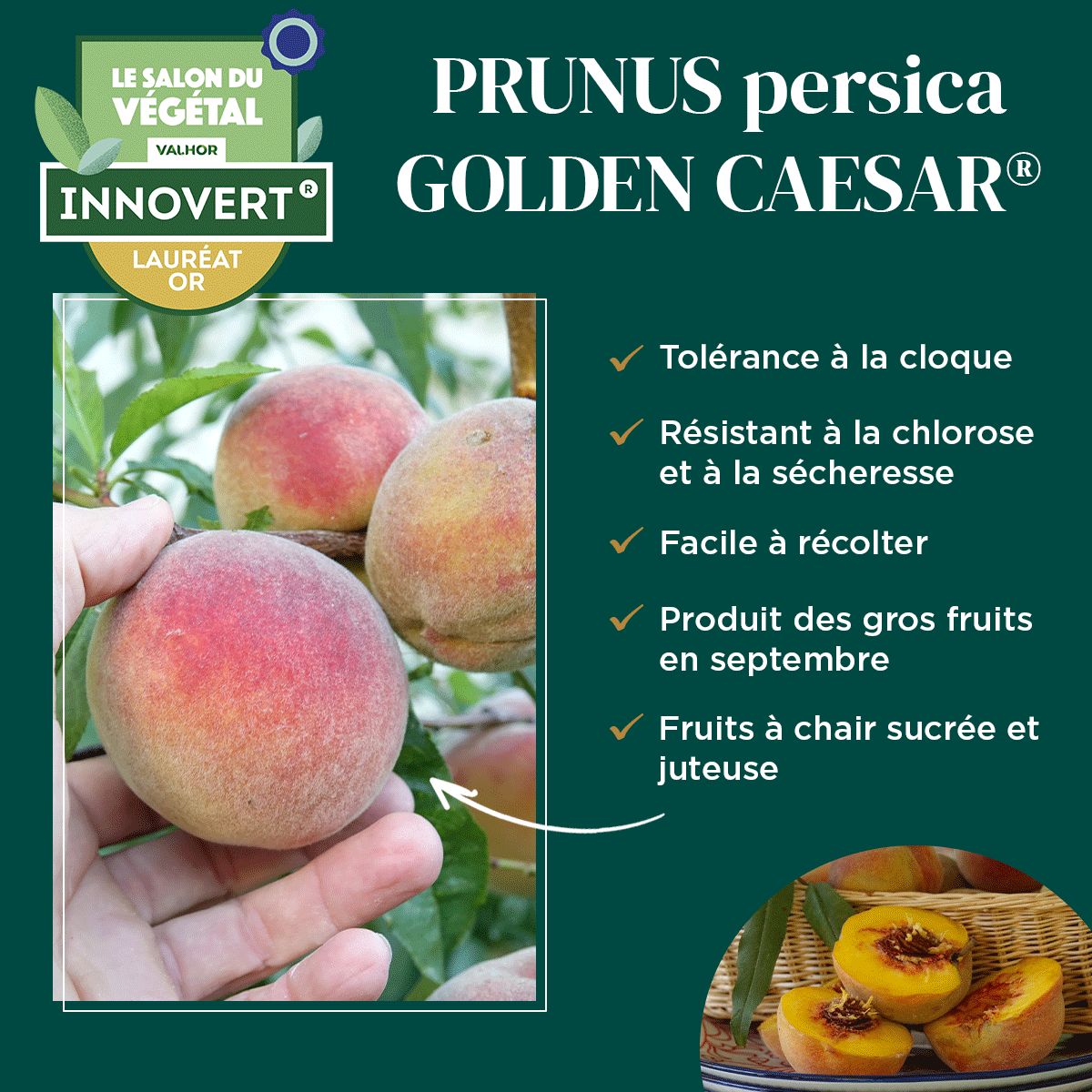 Golden Caesar élu Lauréat Or Innovation variétale au concours Innovert – Exposant