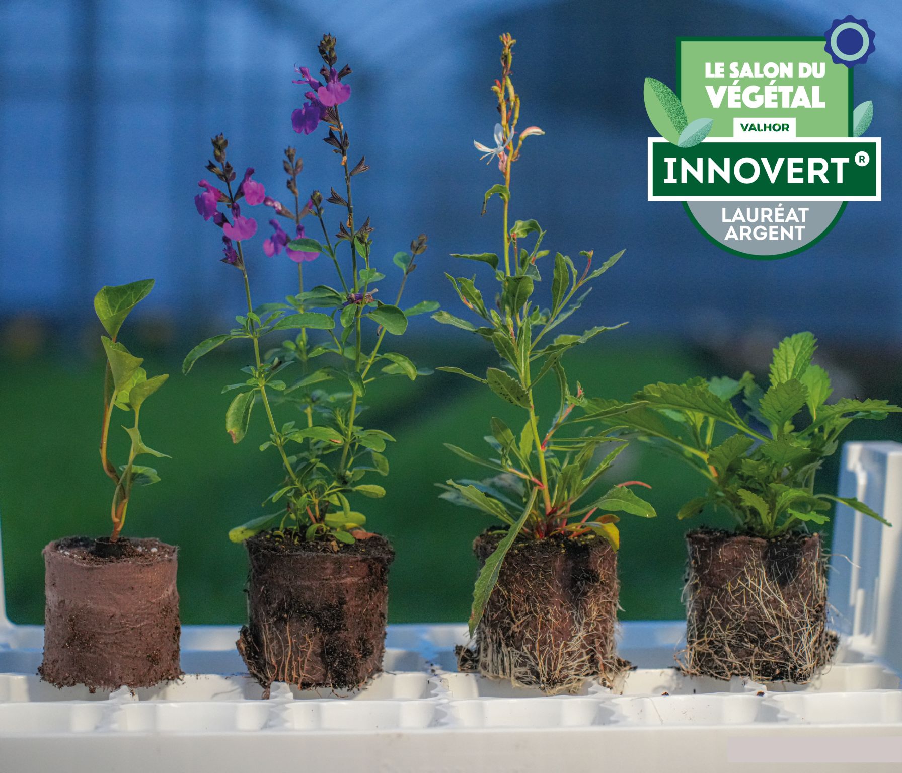 Synfoplant, la plaque réutilisable qui remplace les godets plastiques des vivaces – Exposant
